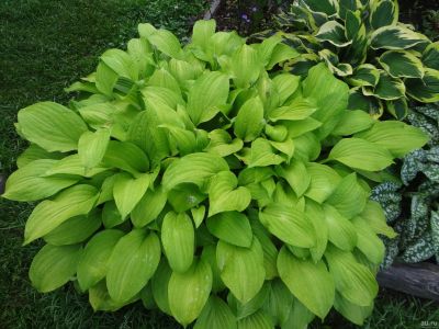 Лот: 9688152. Фото: 1. хоста Лемонейд (hosta 'Lemonade... Садовые цветы