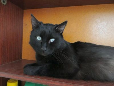 Лот: 5436158. Фото: 1. Черный кот - Посейдон. Кошки, котята