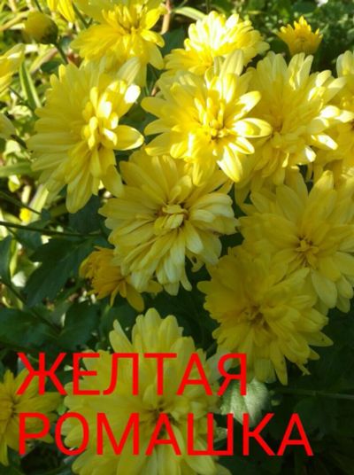 Лот: 7542298. Фото: 1. Желтая ромашка. Садовые цветы
