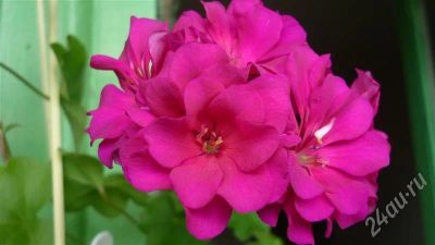 Лот: 387676. Фото: 1. пеларгония плющелистная PAC Ricky. Горшечные растения и комнатные цветы