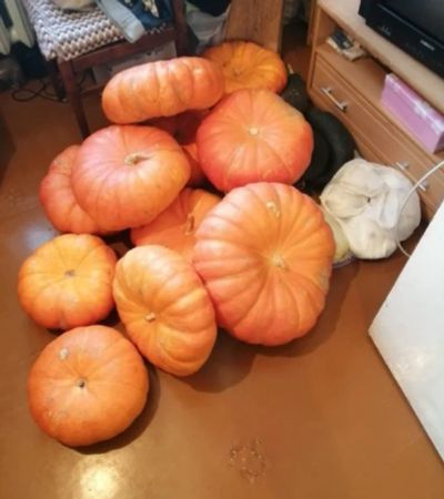 Лот: 14721317. Фото: 1. Тыква, сорт "Красавица мускатная... Овощи, фрукты, зелень