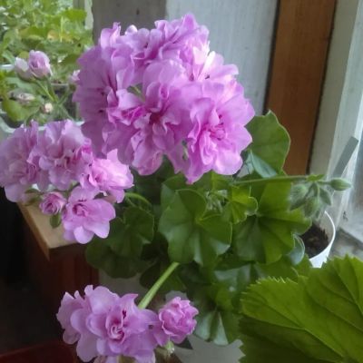 Лот: 8180364. Фото: 1. Пеларгония плющелистная 'Chiffon... Горшечные растения и комнатные цветы