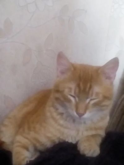 Лот: 8956448. Фото: 1. Алешка ищет новый дом. Кошки, котята