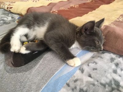 Лот: 11676917. Фото: 1. Отдадим котят в добрые руки. Кошки, котята