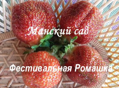 Лот: 5957841. Фото: 1. Рассада садовой земляники(клубники... Другое (семена, рассада, садовые растения)