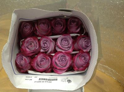 Лот: 7826761. Фото: 1. Роза сорта Deep Purple 50см 25... Свежие цветы