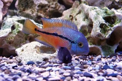 Лот: 3358517. Фото: 1. Никарагуанская цихлазома. Рыбки