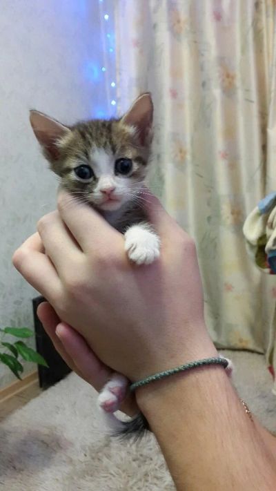 Лот: 4892793. Фото: 1. Милые котята. Кошки, котята