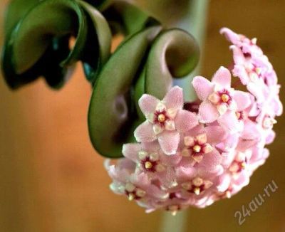 Лот: 1434810. Фото: 1. Хойя Компакта (Hoya compacta). Горшечные растения и комнатные цветы