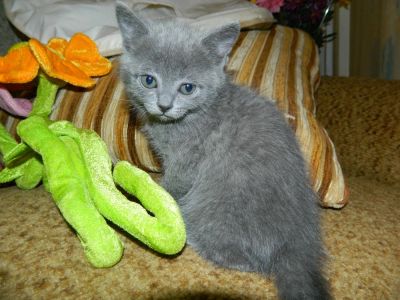 Лот: 5161686. Фото: 1. прямоухая кошечка от вислоухой. Кошки, котята