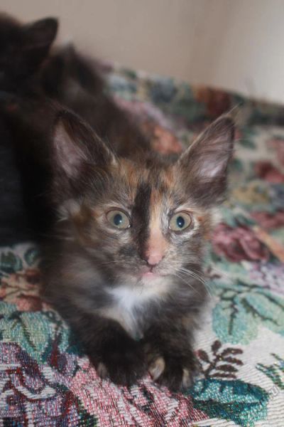 Лот: 5720329. Фото: 1. Трехцветная кошечка-мышеловка... Кошки, котята