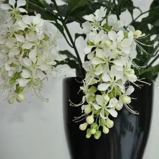 Лот: 24675051. Фото: 1. клеродендрум Уолича. Горшечные растения и комнатные цветы