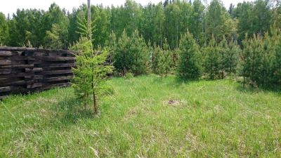 Лот: 5626248. Фото: 1. Продам участок п. Элита, сосны... Земельные участки