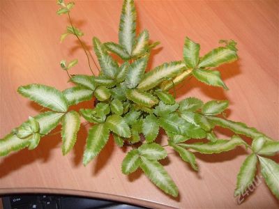 Лот: 338334. Фото: 1. Птерис. Горшечные растения и комнатные цветы