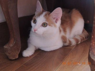 Лот: 2966331. Фото: 1. Маленькая рыжая красавица ищет... Кошки, котята