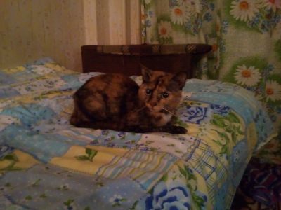 Лот: 11977714. Фото: 1. КошечкА ^,^. Кошки, котята