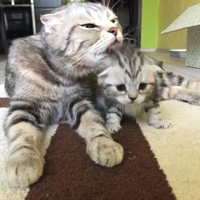 Лот: 6937837. Фото: 1. Вислоухий котик, окрас чёрный... Кошки, котята