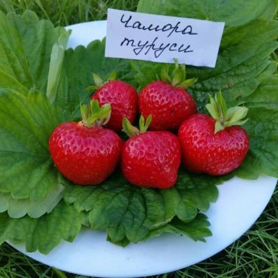 Лот: 23571259. Фото: 1. Рассада клубники. Другое (семена, рассада, садовые растения)