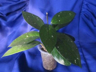 Лот: 7918673. Фото: 1. Хойя мясистая (Hoya carnosa) или... Горшечные растения и комнатные цветы