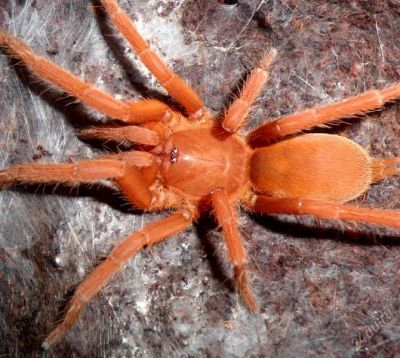 Лот: 6776265. Фото: 1. Оrphnaecus (Selenobrachys) philippinus... Остальные животные