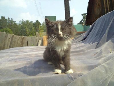 Лот: 1964247. Фото: 1. очаровательные котята ждут своих... Кошки, котята