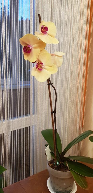 Лот: 16320116. Фото: 1. Орхидея фаленопсис Golden Beauty. Горшечные растения и комнатные цветы