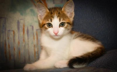 Лот: 2463839. Фото: 1. котенка ннннадо?. Кошки, котята