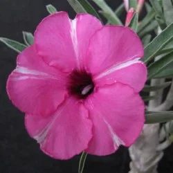 Лот: 7500119. Фото: 1. Адениум Obesum Desert Rose Diamond... Горшечные растения и комнатные цветы