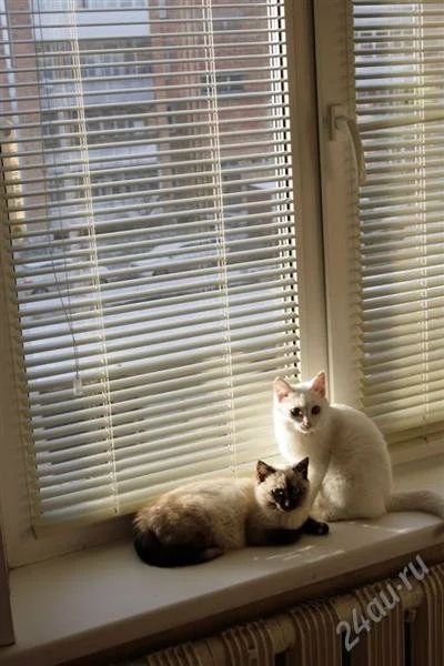 Лот: 1313002. Фото: 1. отдам котят. Кошки, котята