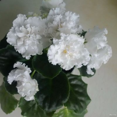 Лот: 13684400. Фото: 1. фиалка "букет невесты" (К. Морев... Горшечные растения и комнатные цветы