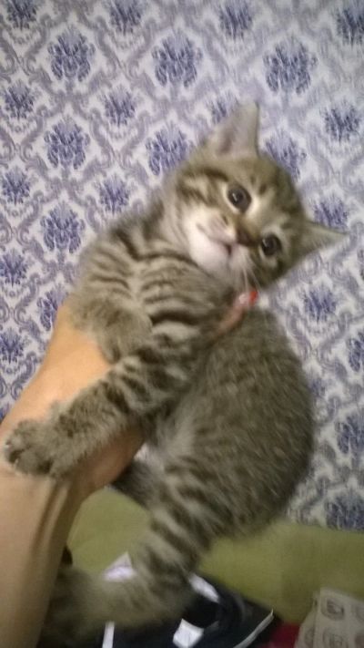 Лот: 14280479. Фото: 1. Котята. Кошки, котята