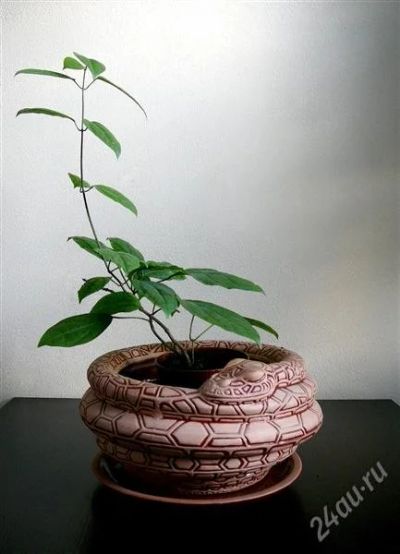 Лот: 2326345. Фото: 1. Клеродендрум "Томсона". Горшечные растения и комнатные цветы