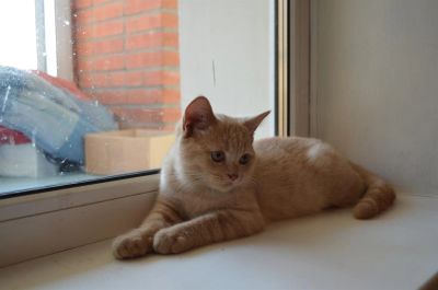 Лот: 3096248. Фото: 1. ЗаМУРРРчательный шотландский котик... Кошки, котята