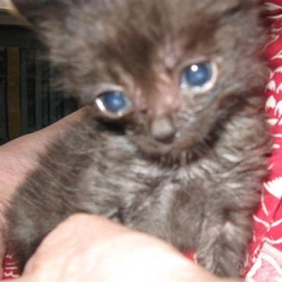 Лот: 965514. Фото: 1. котёнок. Остальные животные
