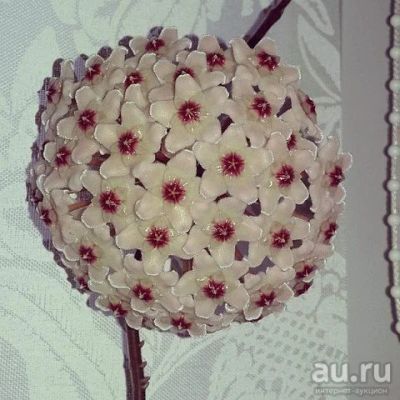 Лот: 9731203. Фото: 1. Хойя карноза. Горшечные растения и комнатные цветы
