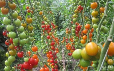 Лот: 11042706. Фото: 1. Томаты (помидоры), семена домашние... Овощи