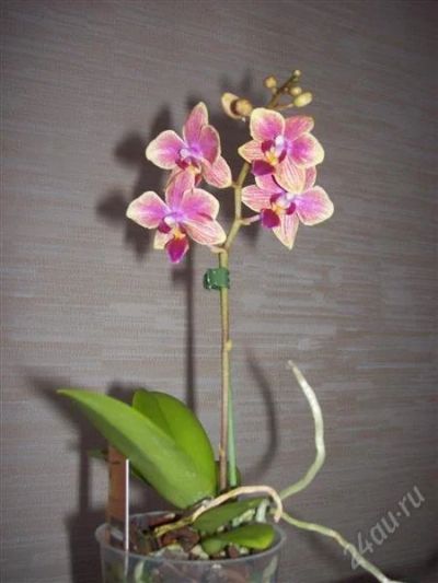 Лот: 763343. Фото: 1. орхидея фаленопсис мини отцвела... Горшечные растения и комнатные цветы