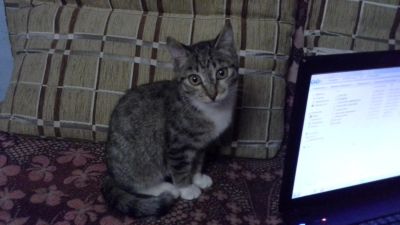 Лот: 6312259. Фото: 1. Очаровательный котенок. Кошки, котята