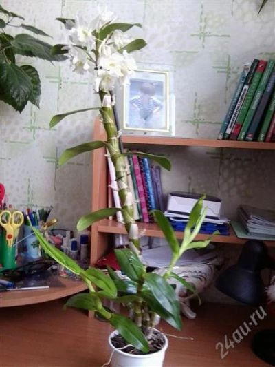 Лот: 1347349. Фото: 1. дендробиум нобиле орхидея. Горшечные растения и комнатные цветы