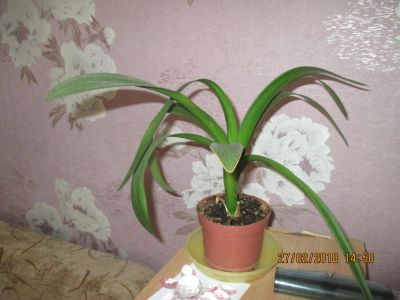 Лот: 11104764. Фото: 1. Кливия. Горшечные растения и комнатные цветы