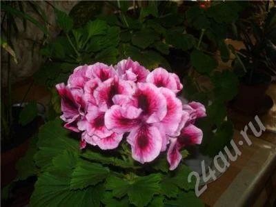 Лот: 454304. Фото: 1. Черенок королевской герани. Горшечные растения и комнатные цветы