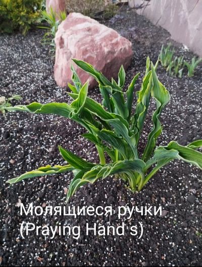 Лот: 23595548. Фото: 1. Цветы. Садовые цветы