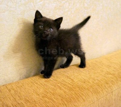 Лот: 4584318. Фото: 1. Чудный черный котенок от очень... Кошки, котята