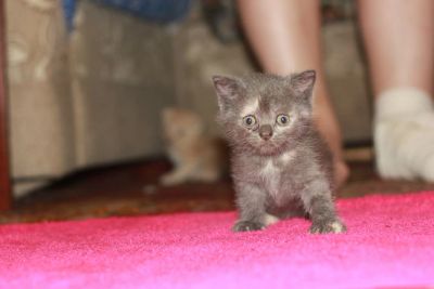 Лот: 5695385. Фото: 1. Шотландская милая девочка. Кошки, котята