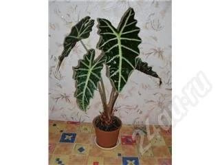 Лот: 534008. Фото: 1. алоказия 60см. всего за 300р. Горшечные растения и комнатные цветы
