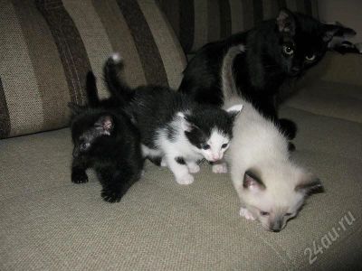 Лот: 667407. Фото: 1. Котята. Четверо - два мальчика... Остальные животные