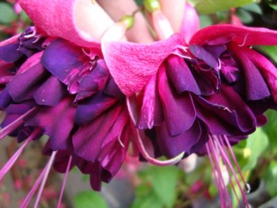 Лот: 4040445. Фото: 1. Фуксия махровая Heiko Fuhrmann. Горшечные растения и комнатные цветы