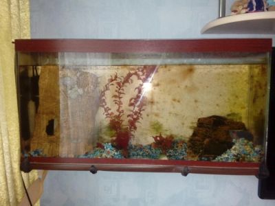 Лот: 9995903. Фото: 1. Аквариум. Аквариумы, террариумы
