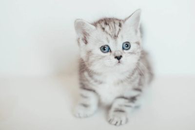Лот: 4911381. Фото: 1. Котенок шотландская прямоухая. Кошки, котята