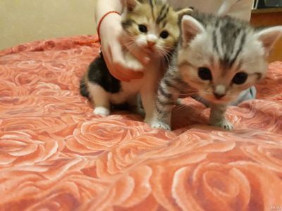 Лот: 12830534. Фото: 1. Шотландские котята. Кошки, котята
